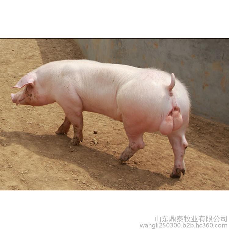 長(zhǎng)白豬 山東鼎泰牧業(yè) 服務(wù)數(shù)十萬(wàn)養(yǎng)殖戶(hù)