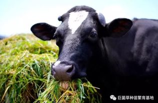 種草養(yǎng)牛種一畝地的草最多能養(yǎng)幾頭牛
